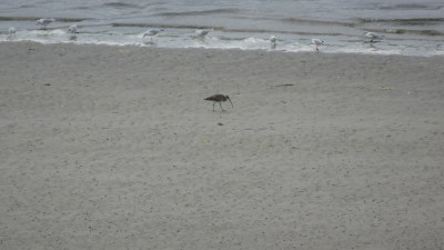 Les oiseaux dans la randonnée à l'anse d'Yffiniac et la maison de la baie - Hillion (Côtes d'Armor) Les oiseaux dans la randonnée à l'anse d'Yffiniac et la maison de la baie - Hillion (Côtes d'Armor)